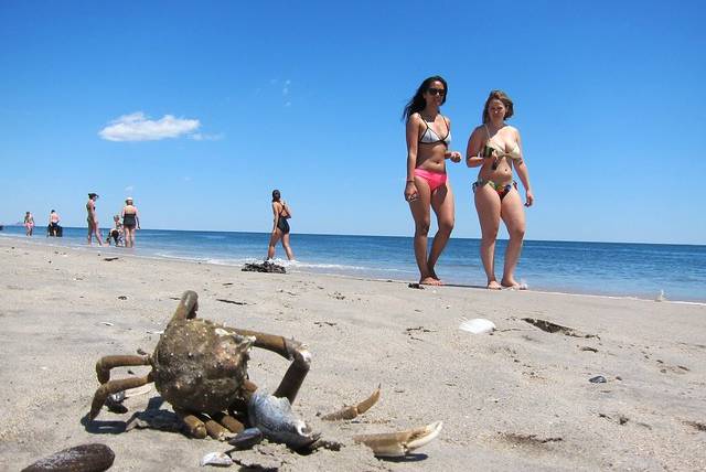 This is a crab on the beach at Fort Tilden.